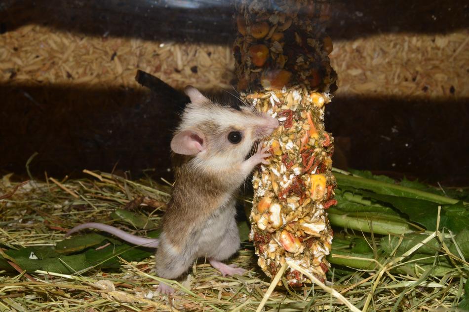 the mouse gnaws the grain in the aquarium