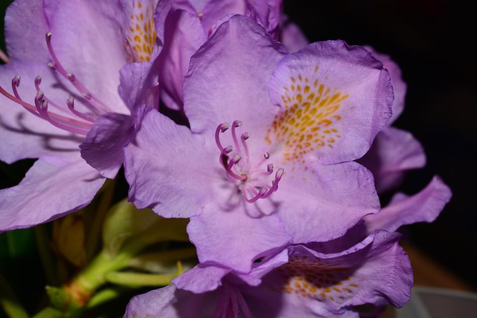 Rhododendrons Flowers Tender violet