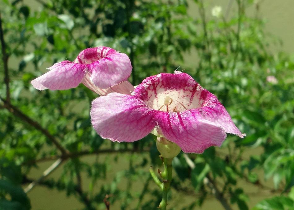 Zimbabwean creeping vine with pink flowers on blurred background