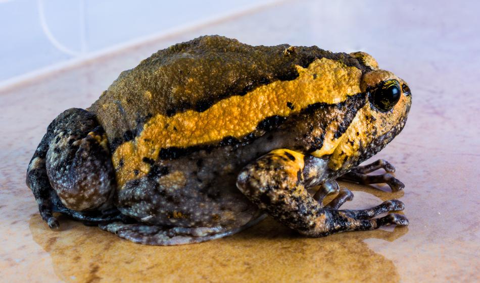 Toad Anuran Frog