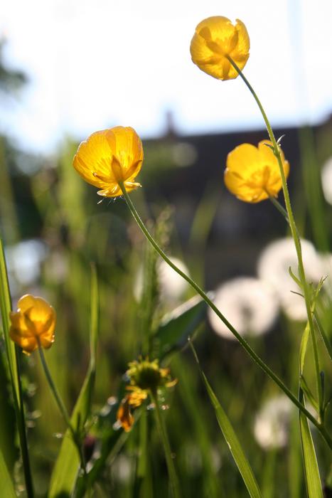 buttercups and dandelions on a meadow in a blurry background