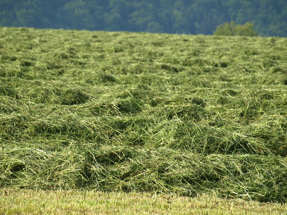 Hay Rows Together Meet Grass