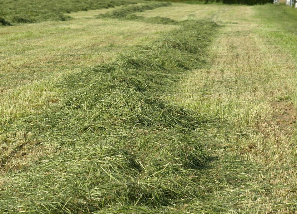 Hay Rows Together Meet Grass