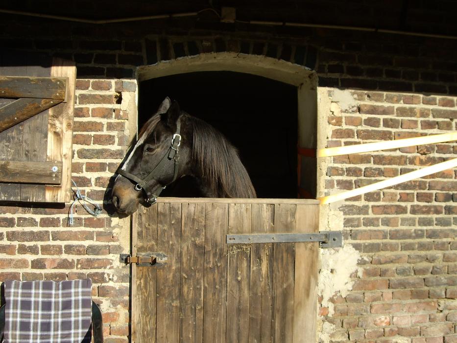 Horse Box