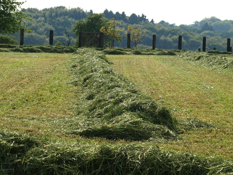 Hay Rows Together Meet Grass