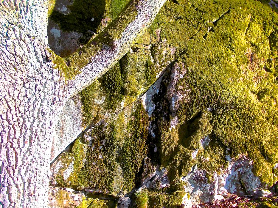 Moss Stone Tree