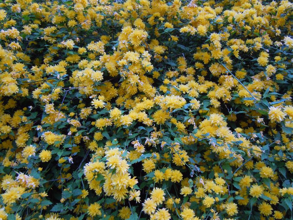 Ranunkel Shrub flower