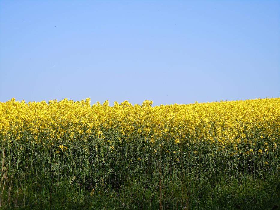 Rape Blossom Field Of Rapeseeds