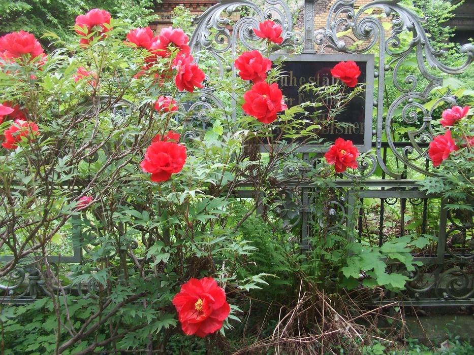 Vanitas Old Tomb Peony