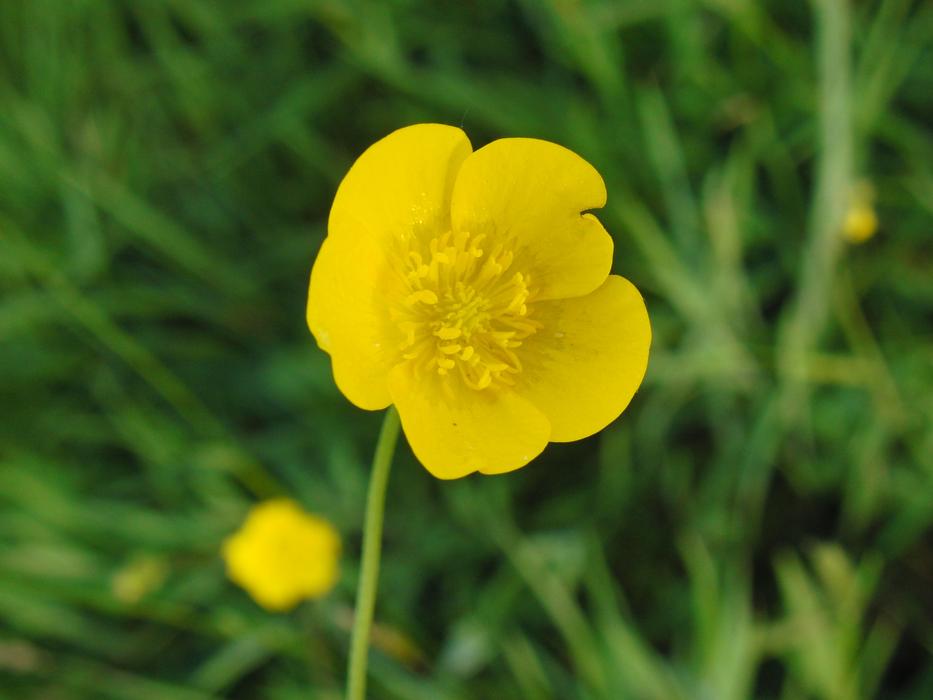 Buttercup yellow Summer