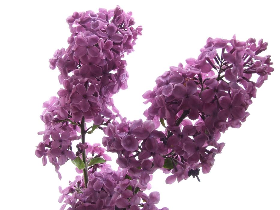 Fllieder Blossom purple