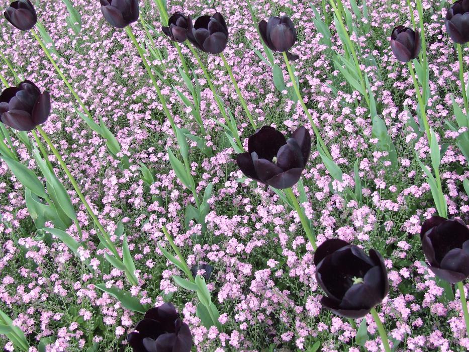 Black Tulips Field Of