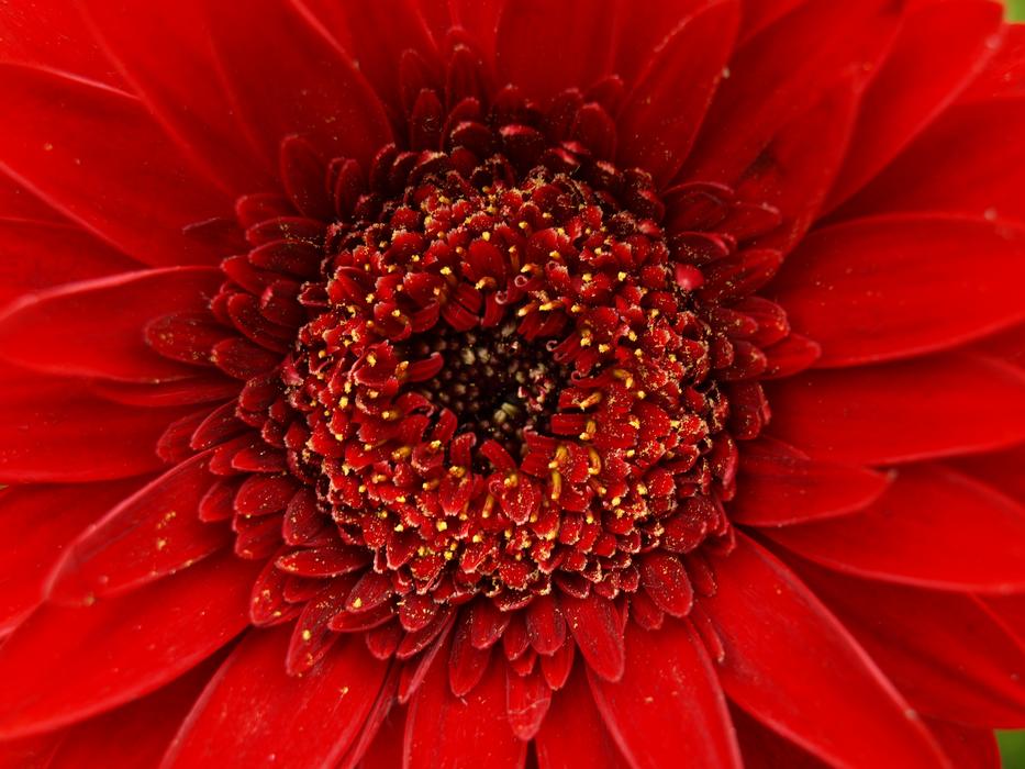 Gerbera, center of Red Flower