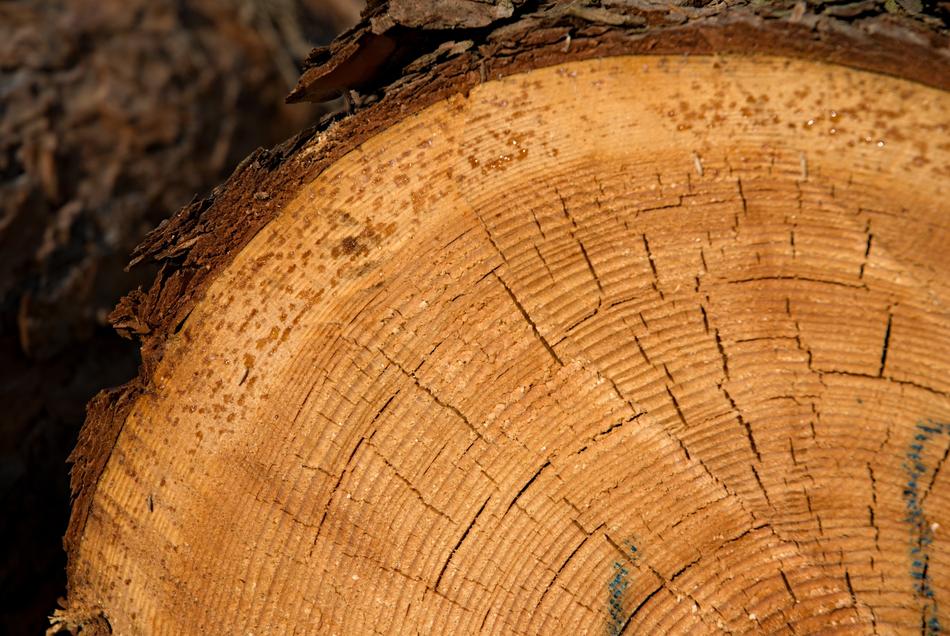 Rings Strain Wood