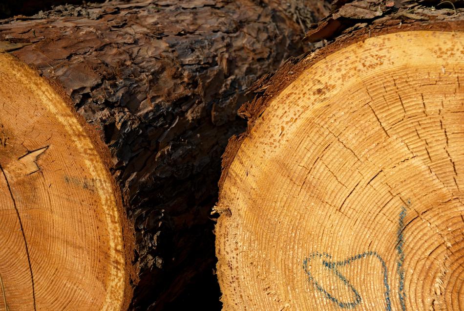 Rings Tribes Wood