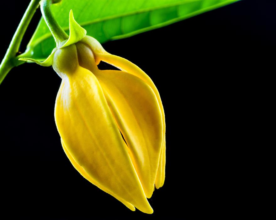 Blossom yellow black background