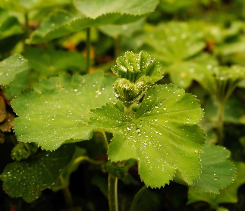 small Drops Of Water on green round leaves