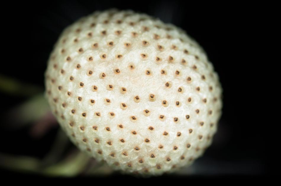Dandelion Seeds white