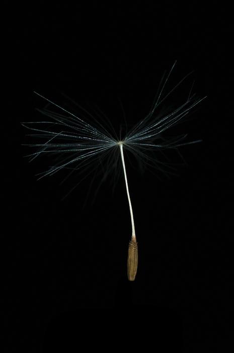 Dandelion Seed at darkness, macro