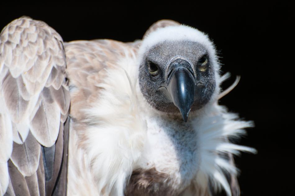 Vulture Wilfreigehege Hellenthal