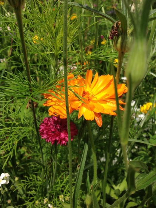 Flowers Garden Spring
