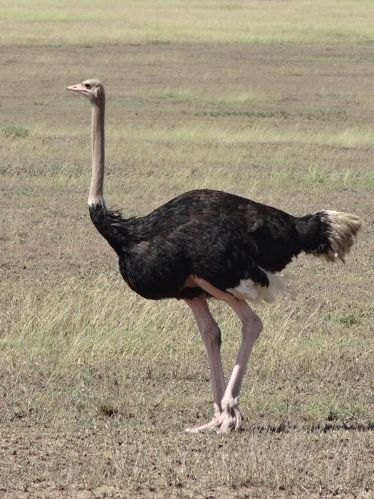 Ostrich Male Savannah