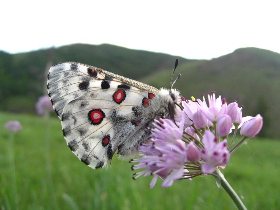 Mongoli White