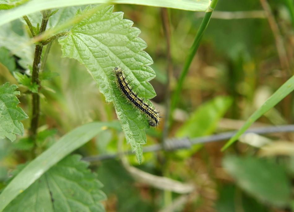 Caterpillar Stinging Nettle Hairy
