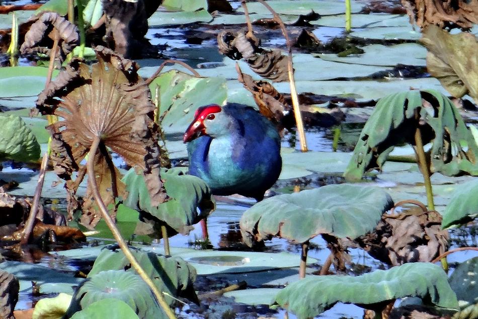 Purple Swamphen Porphyrio