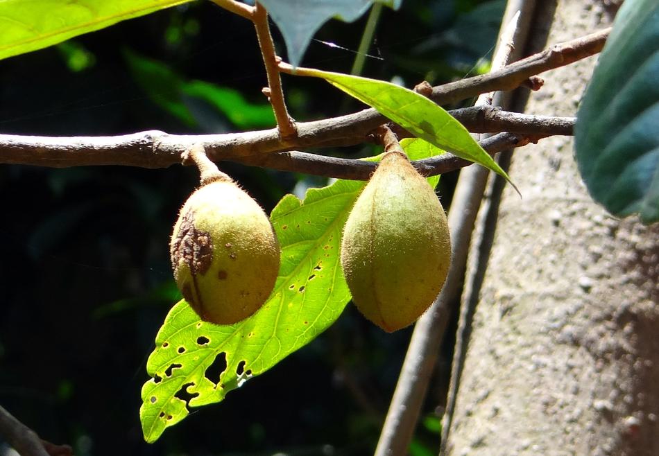 Kathalekan Marsh Nut Tree