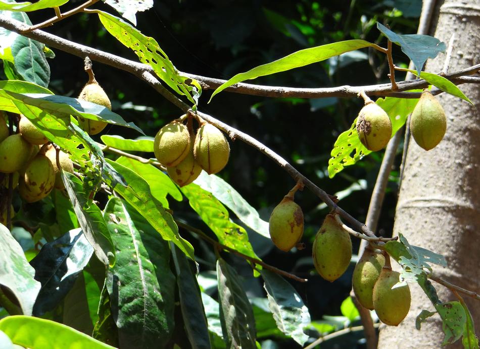 Kathalekan Marsh Tree Nuts