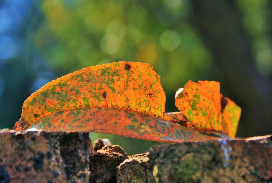 Yellow Leaf Coloured
