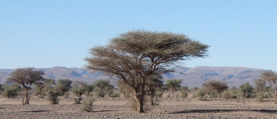 Trees in Desert valley
