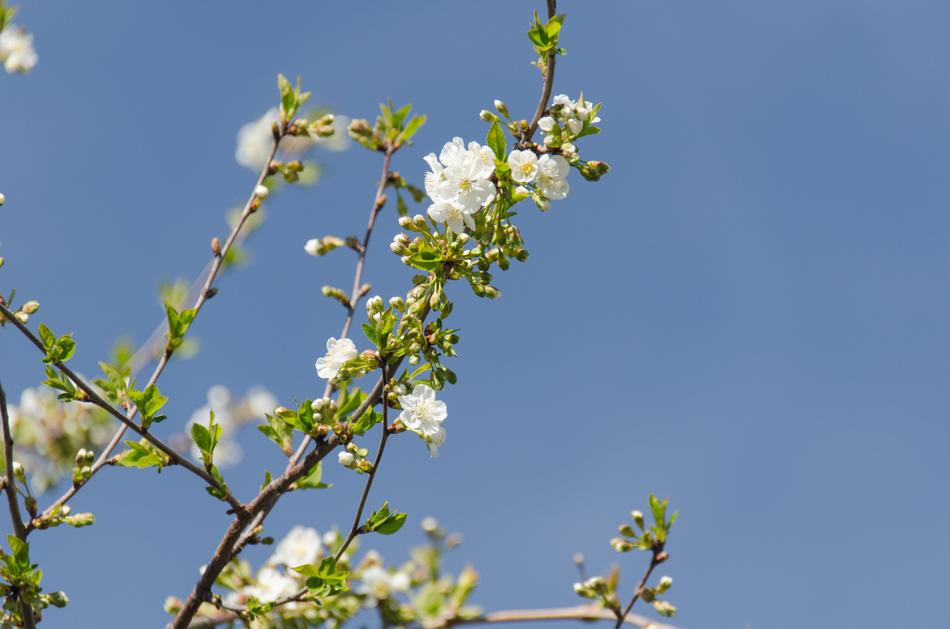 white buds on cherry branches against a blue sky