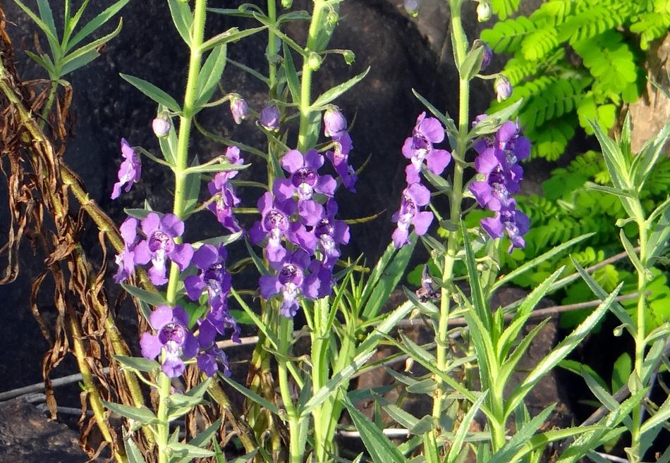 Narrowleaf Angelonia Summer