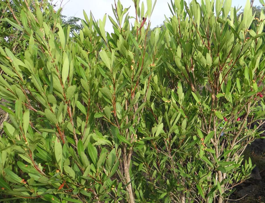 Syzygium Cumini Wild Riverbed tree