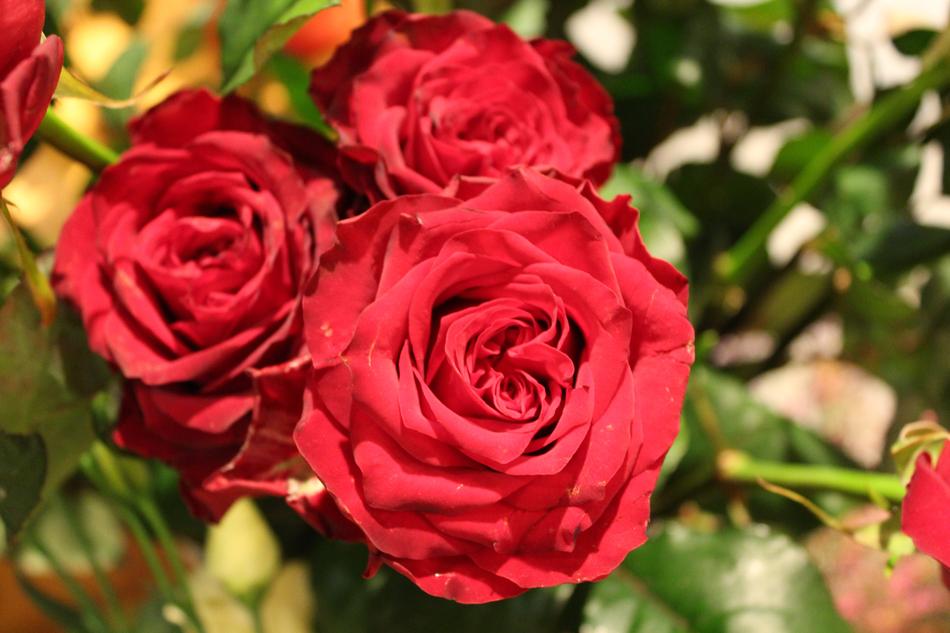 amazing Flowers Rose