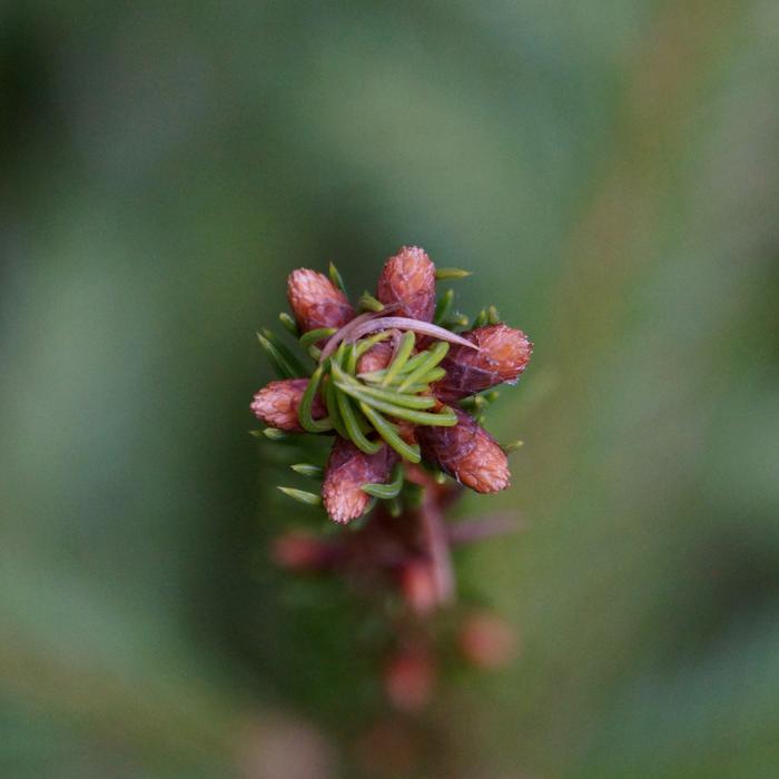 Growth Six Conifer