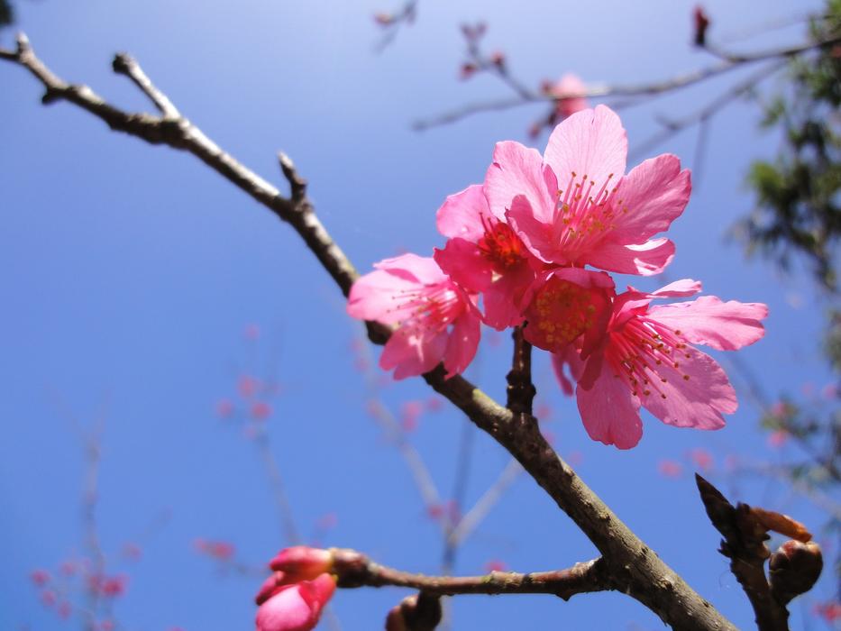 Cerasus Campanulata Blue Sky Red