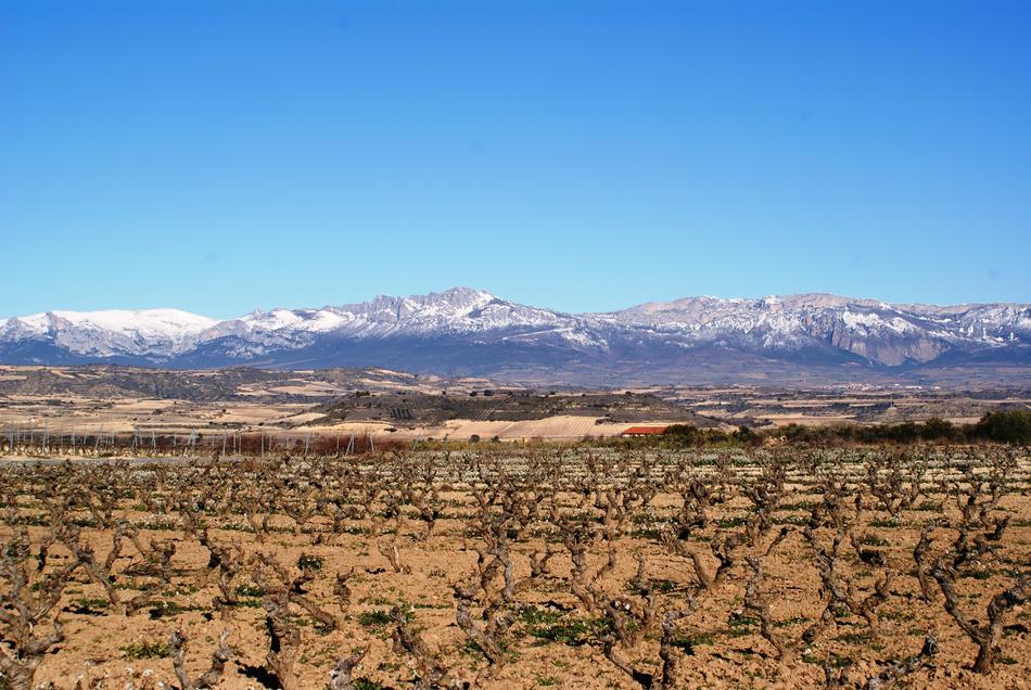 La Rioja LogroÃ±o Vineyards