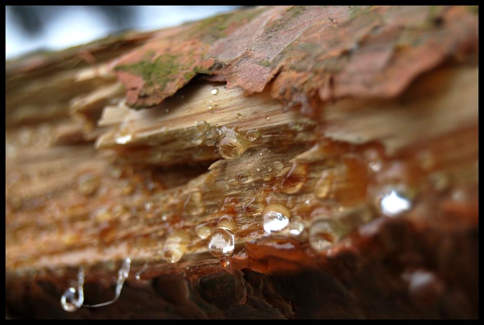 The Bark Tree Rosa
