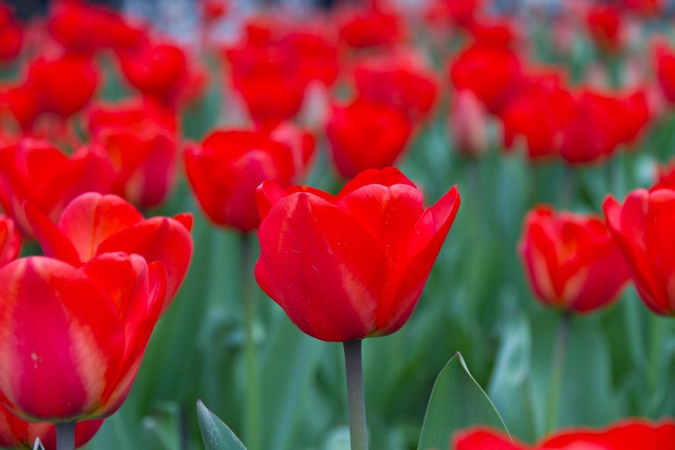 Tulips Flowers Spring