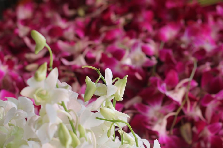 Orchids Fresh Flower Market