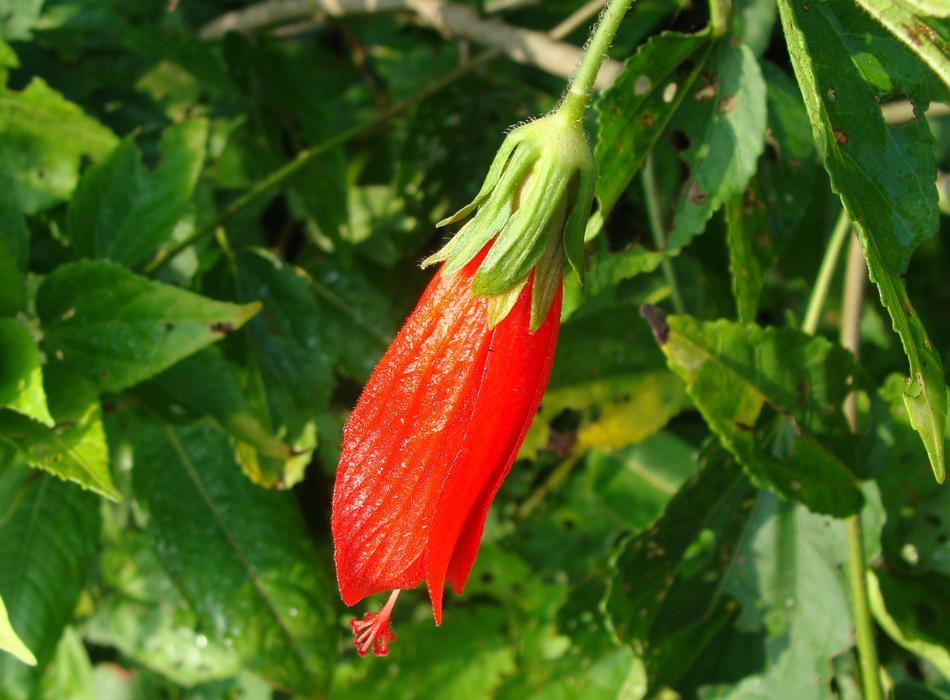 red Pendulous Sleeping Hibiscus Flower