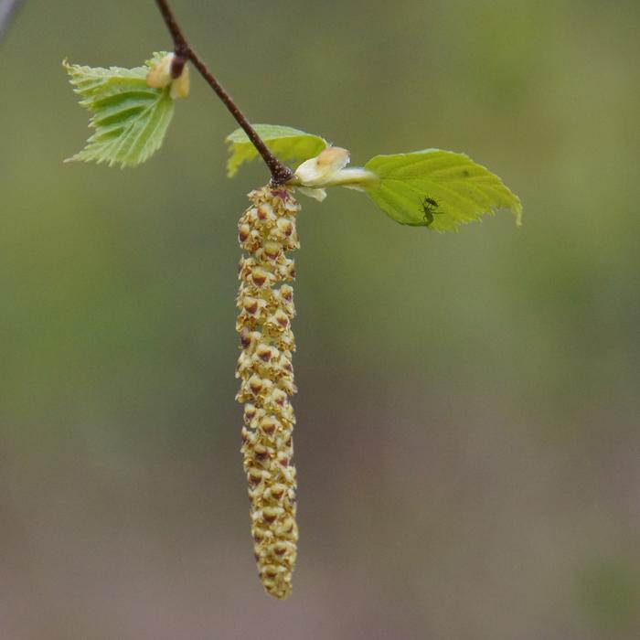 Norko Pollen Allergy