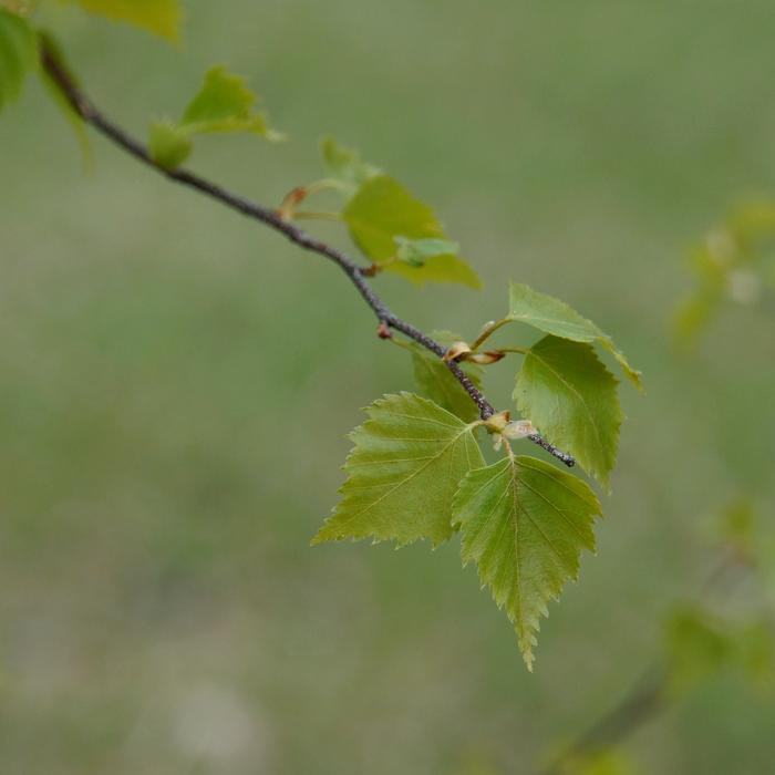 Birch Deciduous Tree Leaf
