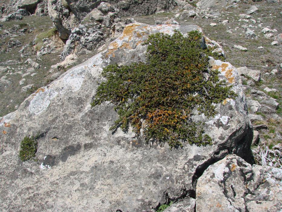 Greens on Stone