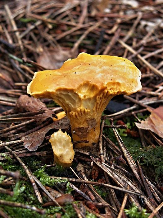 Red Fox Fungus Teeth Marks