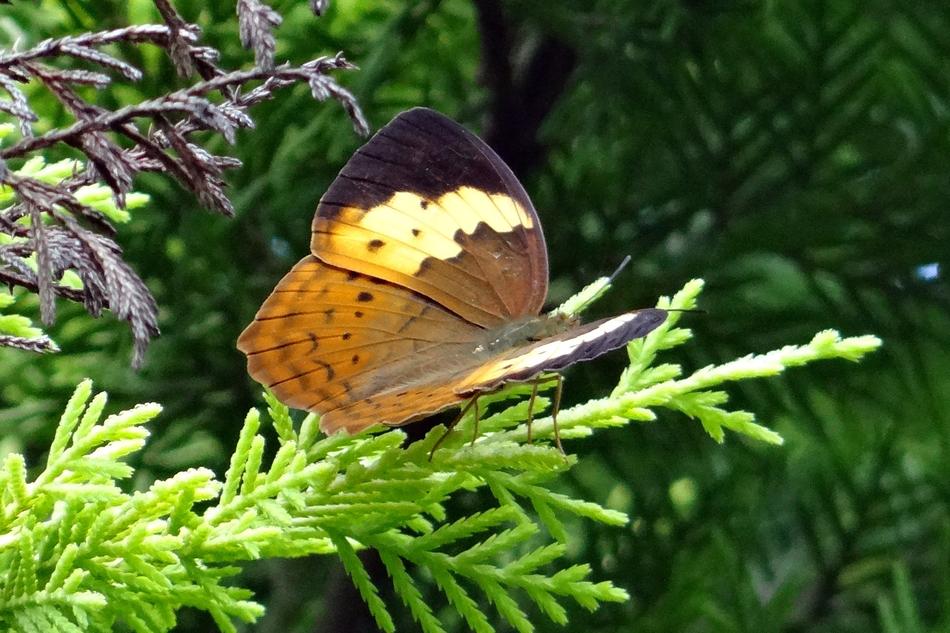 Rustic Cupha Erymanthis Butterfly