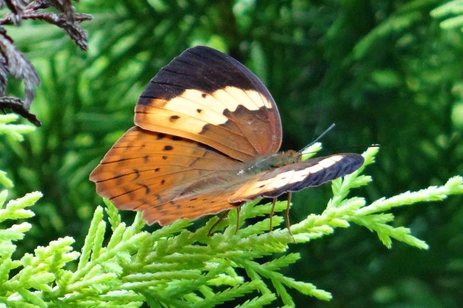 Butterfly Rustic Cupha Erymanthis
